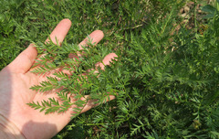 Ligusticum