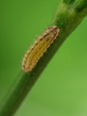 Zizula hylax pygmaea