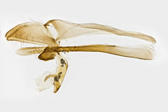 Trichophaga tapetzella