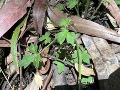 Ranunculus plebeius