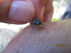 Pseudagrion furcigerum