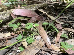 Ranunculus plebeius