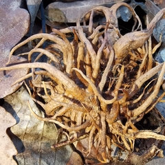 Andricus caputmedusae