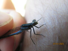 Pseudagrion furcigerum