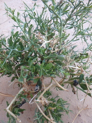 Zilla spinosa