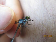 Pseudagrion furcigerum