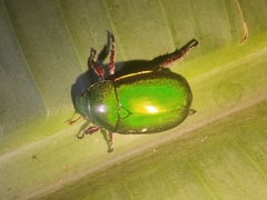 Anoplognathus punctulatus