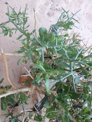 Zilla spinosa