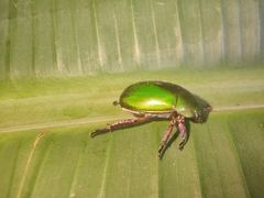 Anoplognathus punctulatus