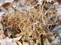 Andricus caputmedusae