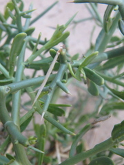 Zilla spinosa