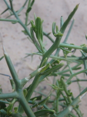 Zilla spinosa