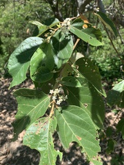 Commersonia bartramia