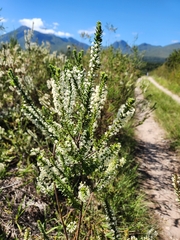 Struthiola hirsuta
