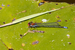 Pseudagrion massaicum