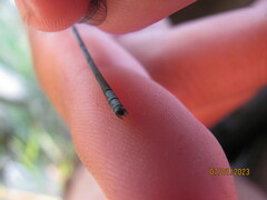 Pseudagrion furcigerum