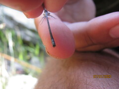 Pseudagrion furcigerum