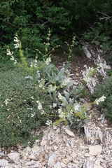 Salvia argentea