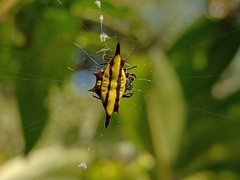 Gasteracantha diadesmia