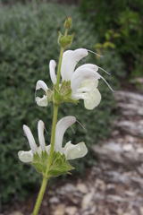 Salvia argentea