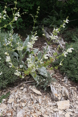 Salvia argentea