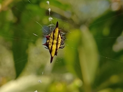 Gasteracantha diadesmia