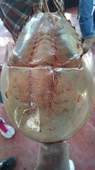 Limulus polyphemus