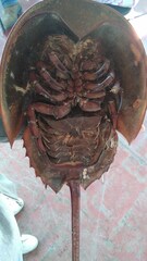 Limulus polyphemus