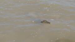Crocodylia