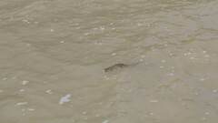 Crocodylia