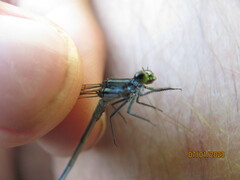 Pseudagrion furcigerum