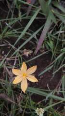 Sisyrinchium tolucense