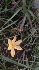 Sisyrinchium tolucense