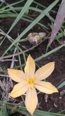 Sisyrinchium tolucense