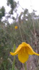 Calochortus barbatus
