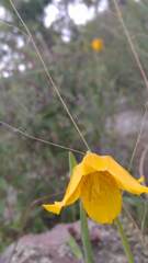 Calochortus barbatus