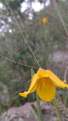Calochortus barbatus