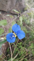 Commelina dianthifolia