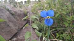 Commelina dianthifolia