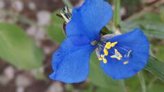 Commelina dianthifolia
