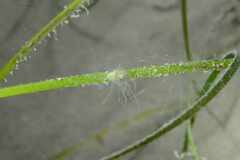 Bunodeopsis strumosa