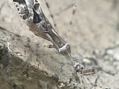 Stenolemus fraterculus