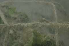 Bunodeopsis strumosa