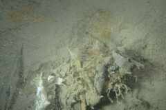 Bunodeopsis strumosa