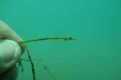 Bunodeopsis strumosa