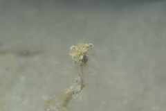 Bunodeopsis strumosa