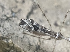 Stenolemus fraterculus