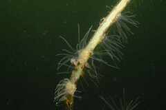 Bunodeopsis strumosa