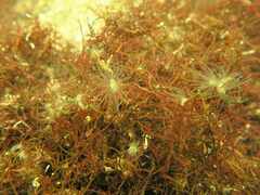 Bunodeopsis strumosa