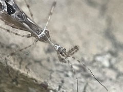 Stenolemus fraterculus